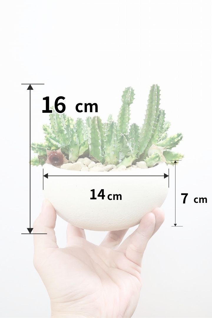 【フェルニア ゼブリナ錦】サボテンのようですが、全く異なる植物。個性的な花を咲かせます！