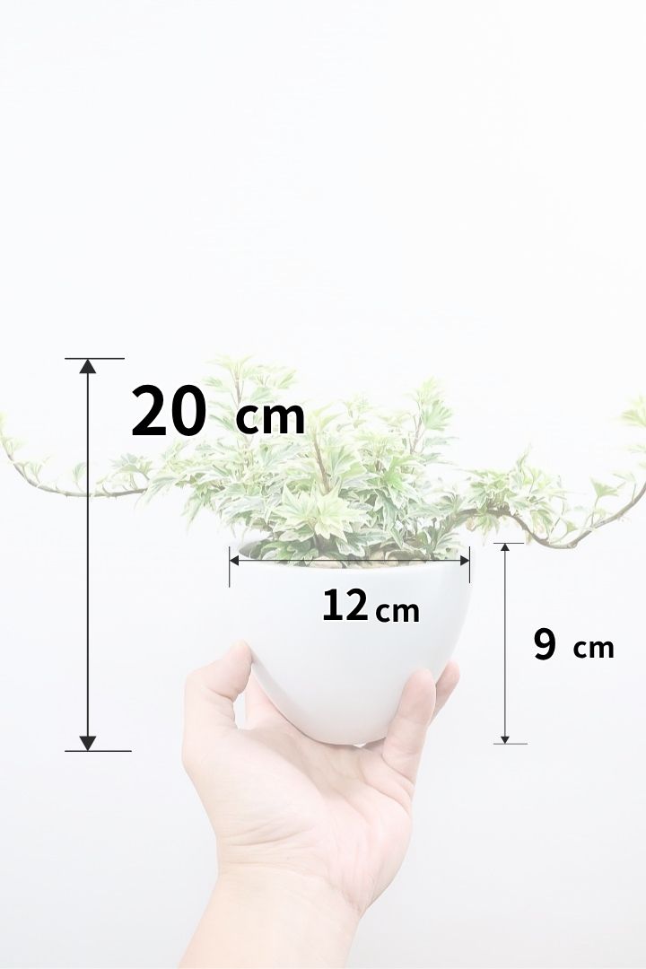 【アイビー リトルスター】とても爽やかで愛くるしい葉♪暑さ寒さにとても強く丈夫な観葉植物です