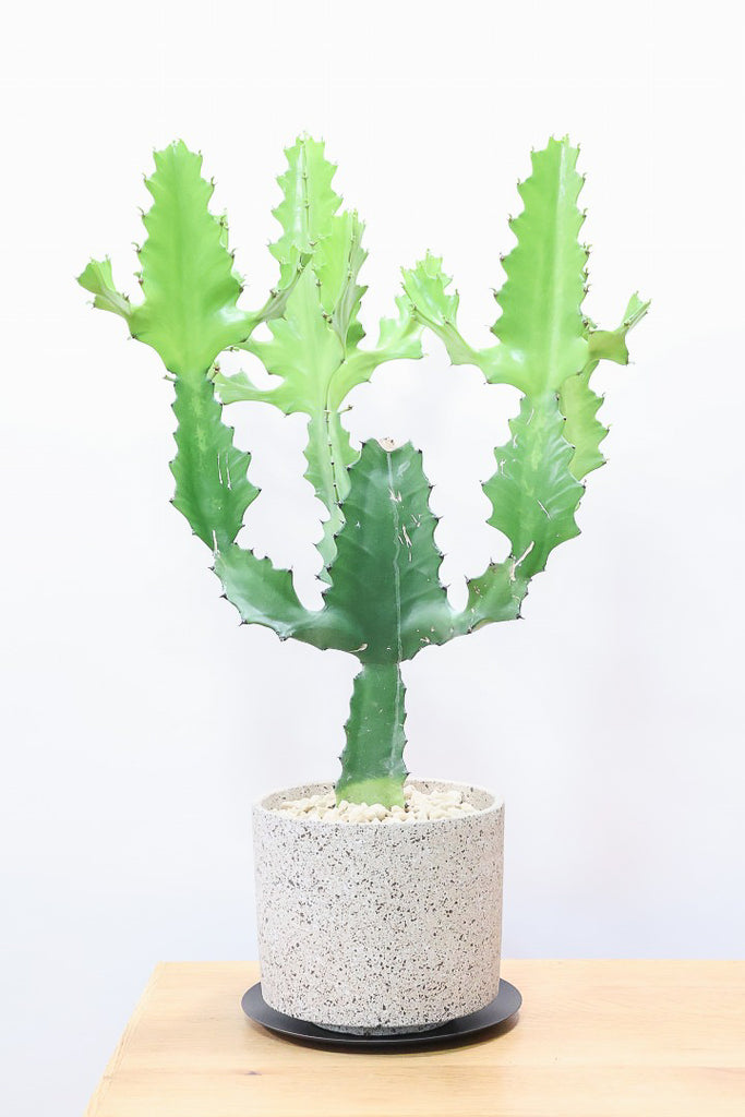 ユーフォルビア ラクティア グリーンCO59921| 観葉植物の通信販売