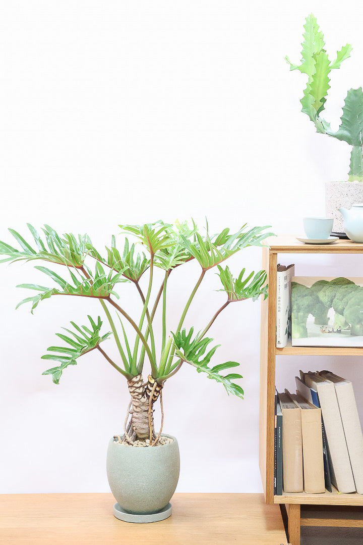 ジャイアント ザナドゥGR59924| 観葉植物の通信販売 | APEGO