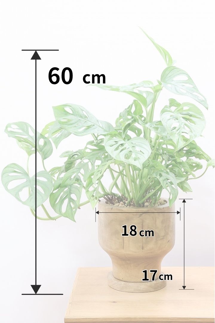 【マドカズラ】人気の木製POT！ちょっといつもよりも葉の切れ込みが深いです。カッコよく生長する可能性大です！