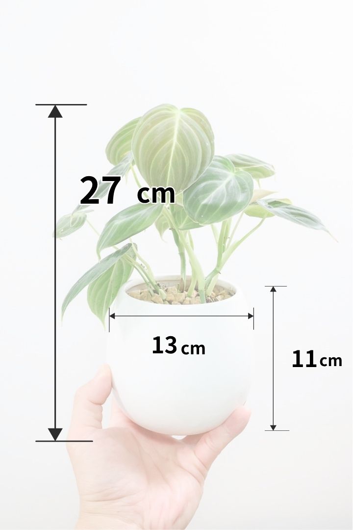 【フィロデンドロン ビロード】ベルベットの質感が美しい葉が特徴の観葉植物です！