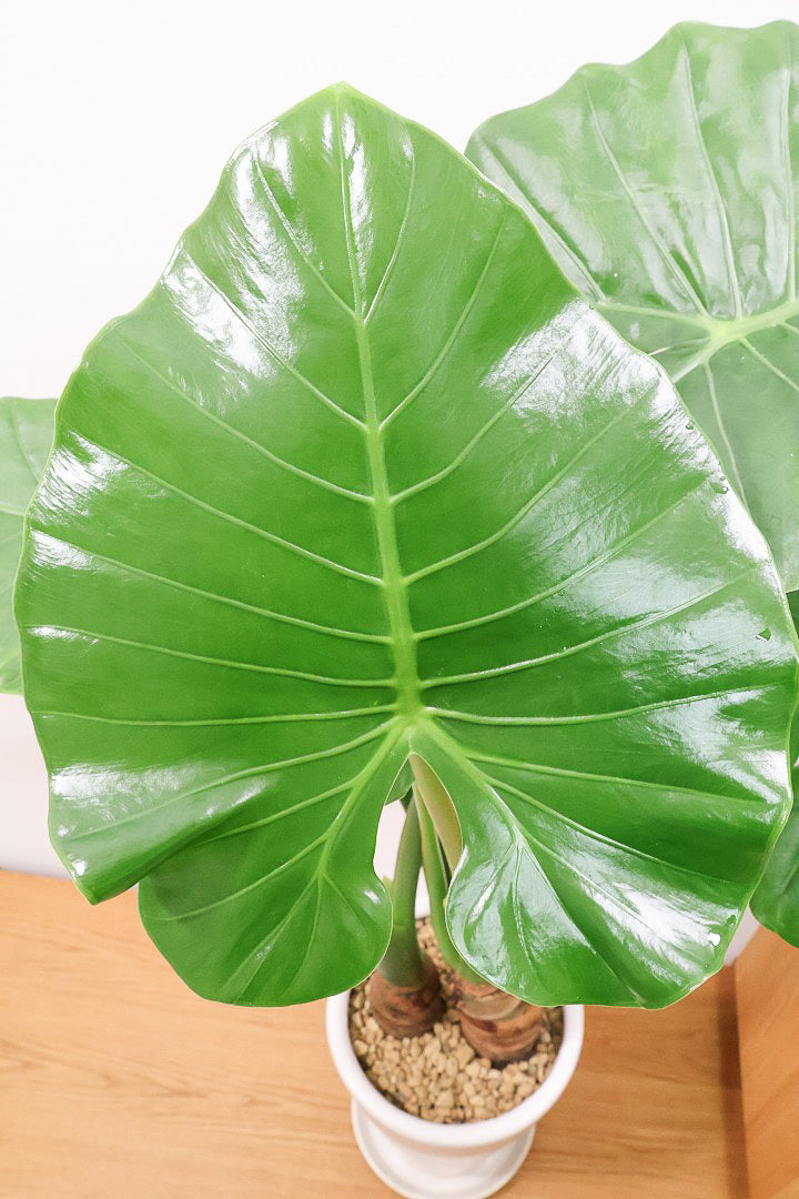 【クワズイモ】 新芽が次々出ることから、出世芋と呼ばれる縁起の良い観葉植物です！ボリュームがあります！