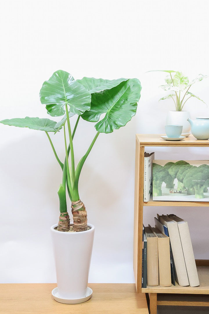 【クワズイモ】 新芽が次々出ることから、出世芋と呼ばれる縁起の良い観葉植物です！ボリュームがあります！