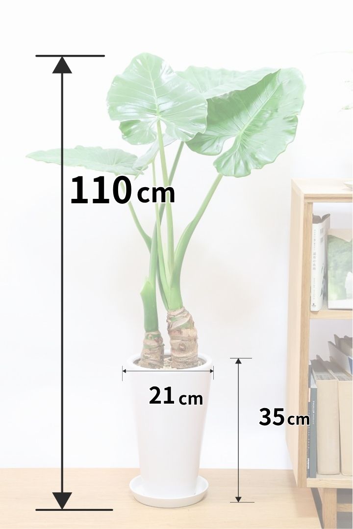 【クワズイモ】 新芽が次々出ることから、出世芋と呼ばれる縁起の良い観葉植物です！ボリュームがあります！