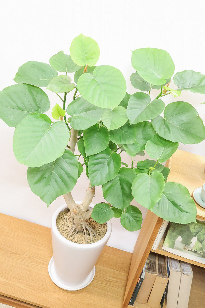 【ウンベラータ】すごい幹！ここまで太くてしっかりとした幹はレアですよ！