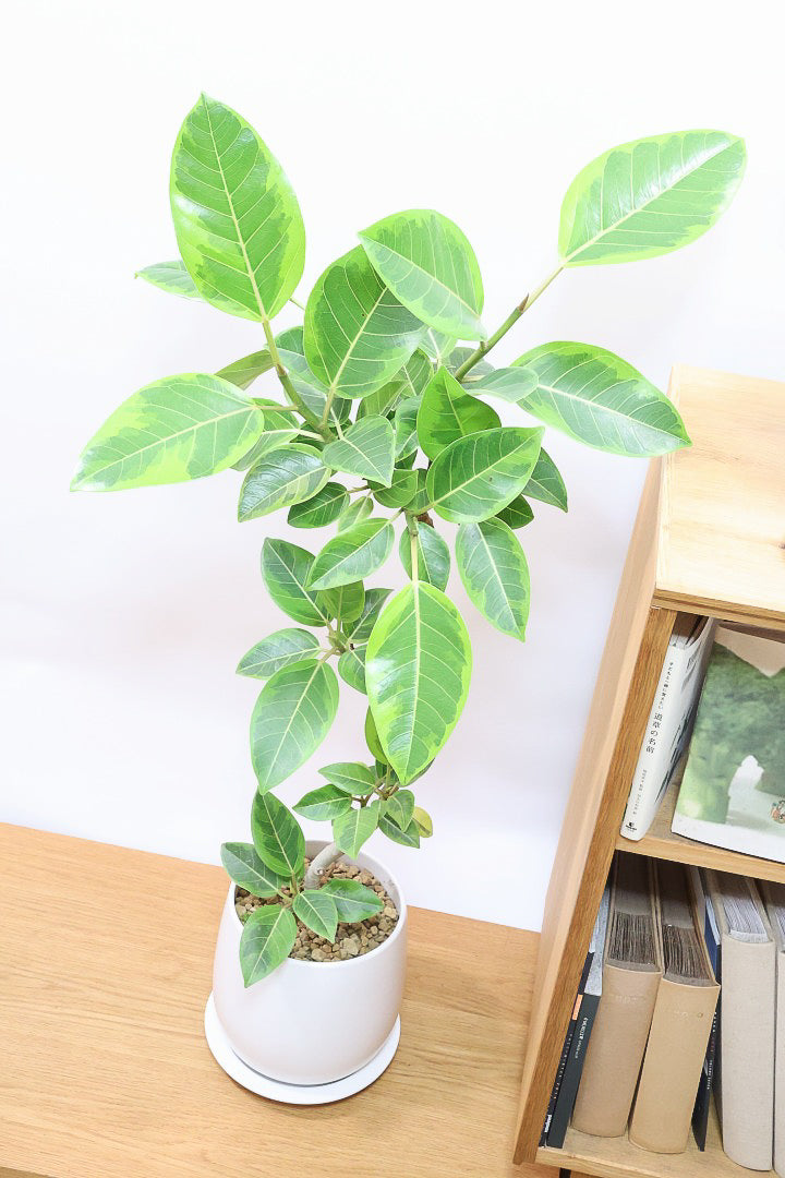 【アルテシマ】スリムでスタイリッシュな樹形！葉色がとても美しく、丈夫で育てやすい!インテリアにおすすめ！
