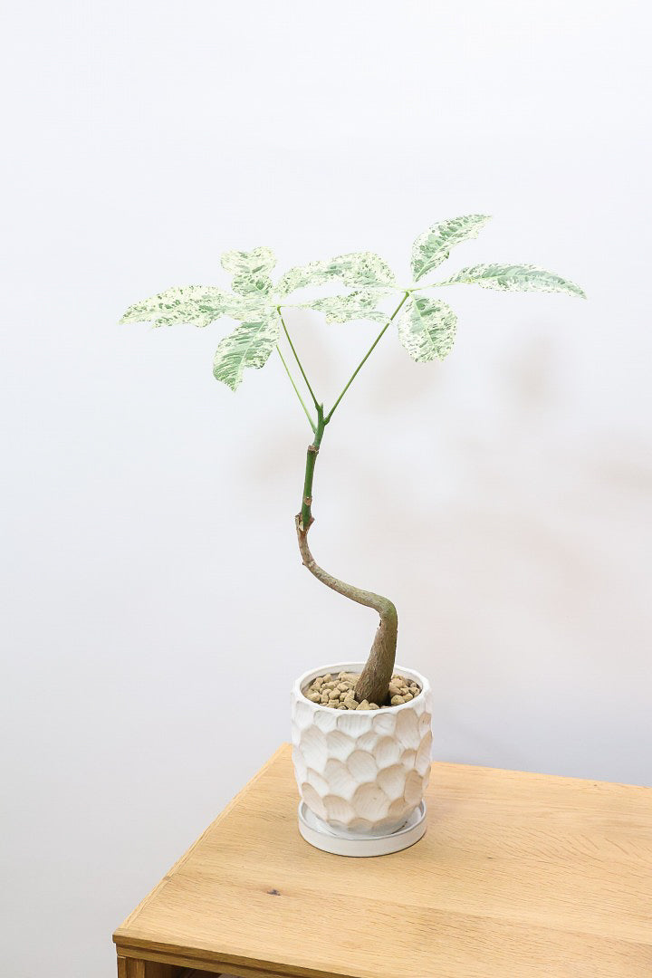 パキラ ミルキーウェイW59936| 観葉植物の通信販売 | APEGO