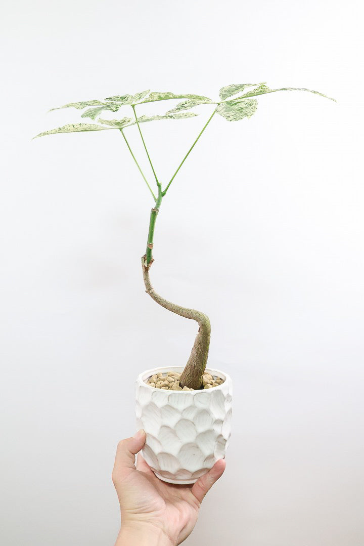 パキラ ミルキーウェイ 3 観葉植物】パキラ ミルキーウェイ 3本立ち 10号