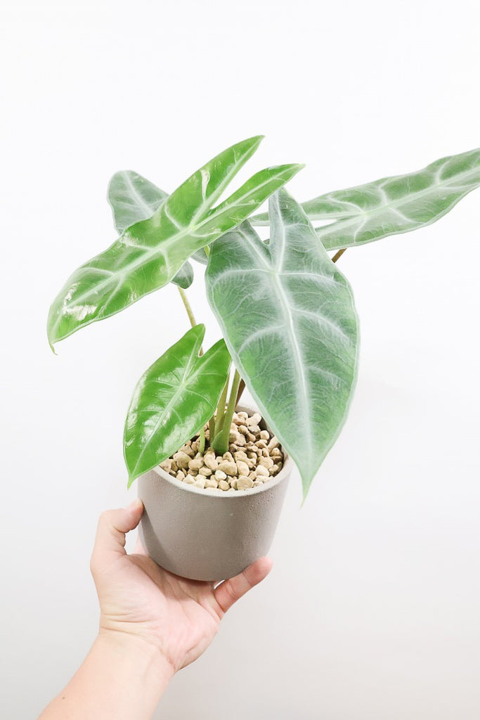 大型観葉植物アロカシア ロンギロバ