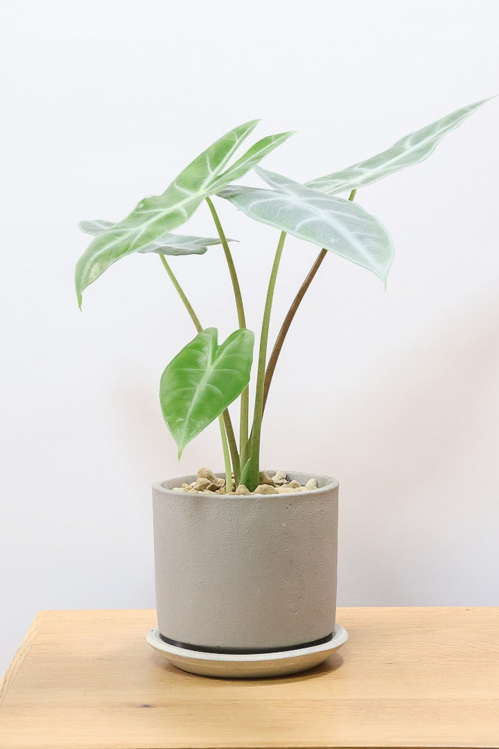 【希少】アロカシアロンギロバマーブルバリエガータ　見たことないぞ！ 希少】アロカシアロンギロバマーブルバリエガータ 見たことない