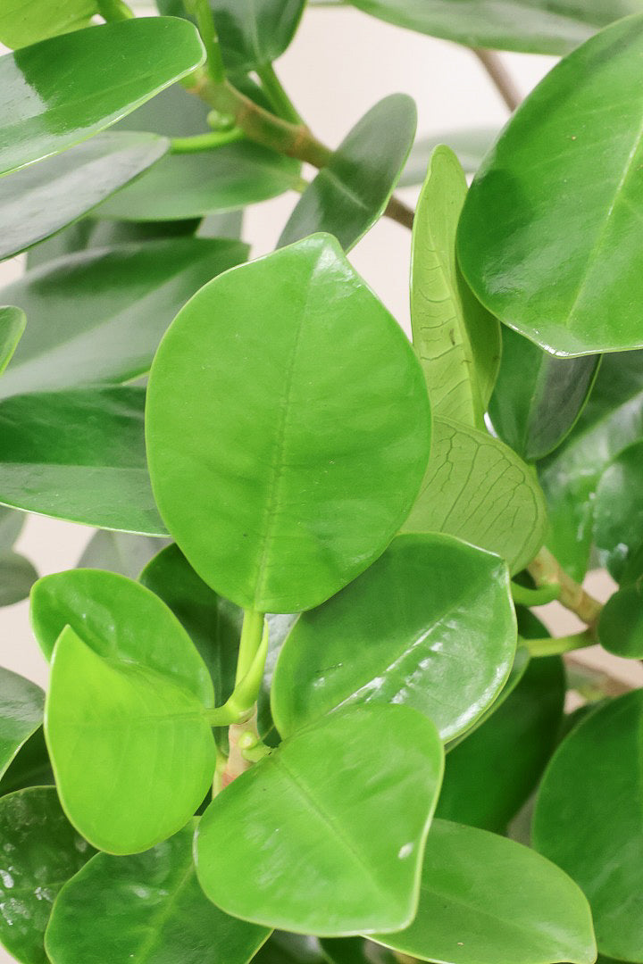 パンダガジュマル ガジュマル：パンダガジュマル 5号鉢植え の通販 | 園芸ネット