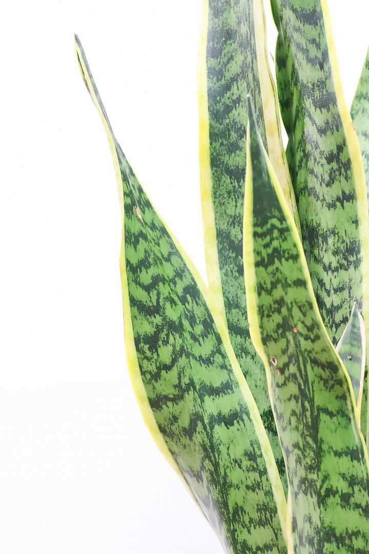 サンスベリア ローレンティIV61037| 観葉植物の通信販売 | APEGO(アペーゴ)