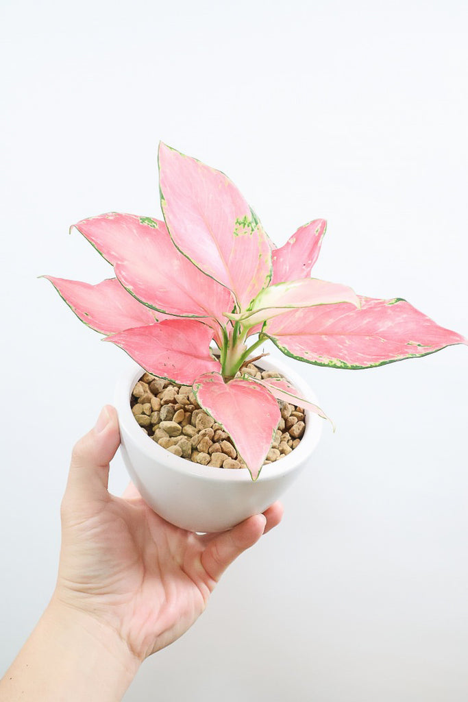 【国内発送】 アグラオネマ WオースピシャスレッドW59957| 観葉植物の通信販売 その他観葉植物