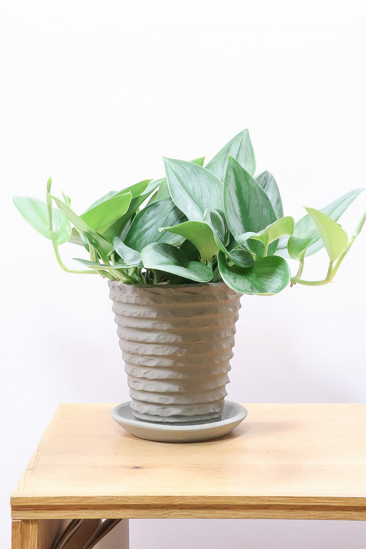 スキンダプサス ムーンライトMMGL59736| 観葉植物の通信販売