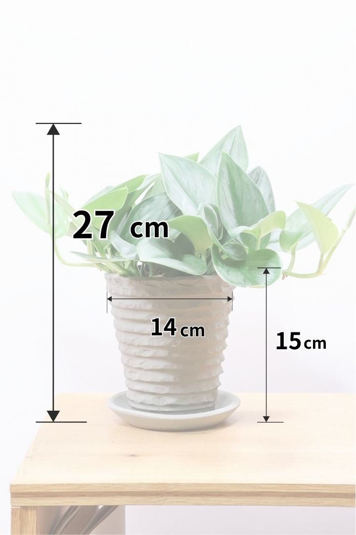 スキンダプサス ムーンライトMMGL59736| 観葉植物の通信販売