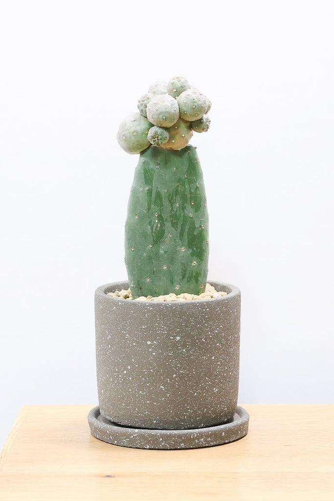 柱サボテン H47cm W18cm 口径約18cm | Garden Varejo