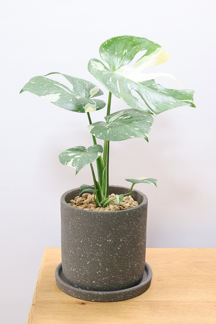 モンテスラ 楽天市場】観葉植物 モンステラ7号陶器鉢L(白) 高さ約80cm
