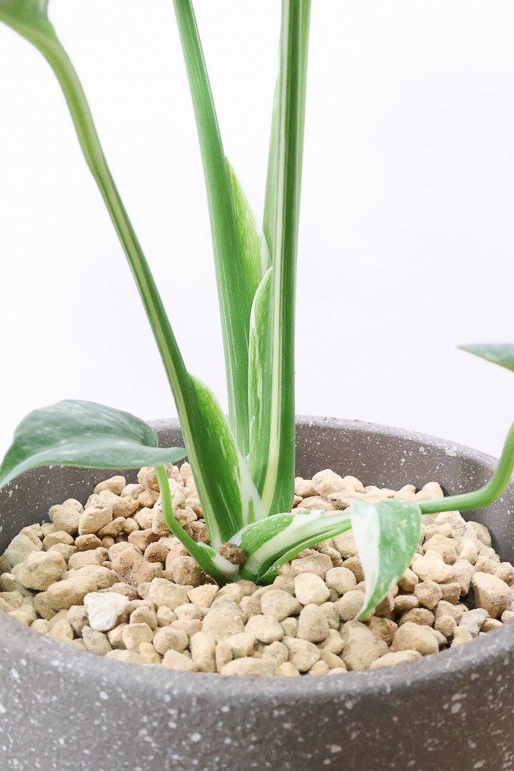モンステラ タイコンステレーションGL59971A| 観葉植物の通信