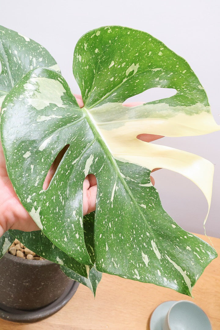 橋*矢様 【珍希少】Monstera deliciosa 選抜個体'奇形葉'スペ 橋*矢様 【珍希少】Monstera deliciosa 選抜個体'奇形葉'スペ