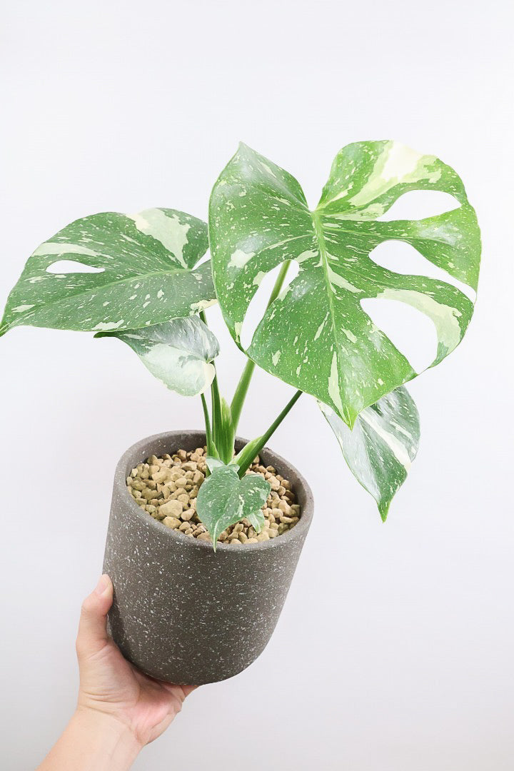 モンステラ タイコンステレーションGL59973B| 観葉植物の通信
