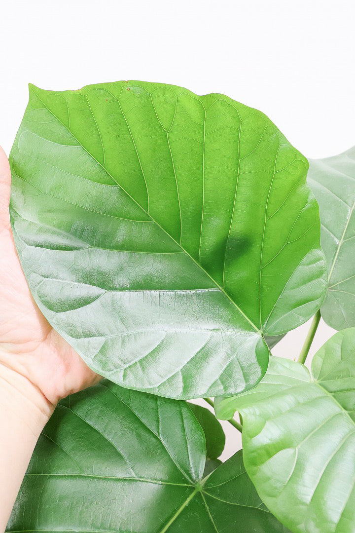 【ウンベラータ】超BIG！沖縄で育ったしっかりとした樹形！幹のカーブが美しいので存在感があります！