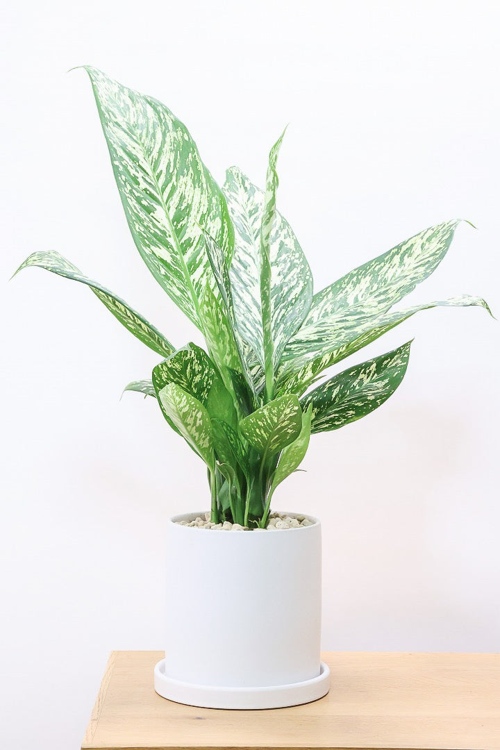 ヒカゲヘゴ　苗木　6号ポット　レア観葉植物　風水　古代植物　　リラックス効果 ヒカゲヘゴ 苗木 6号ポット レア観葉植物 風水 古代植物