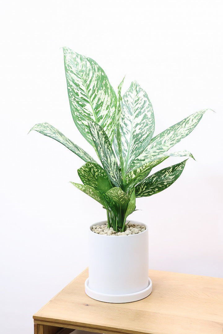 エナプ 15枚 デヘンバキア ホワイトエトナW59982| 観葉植物の通信販売