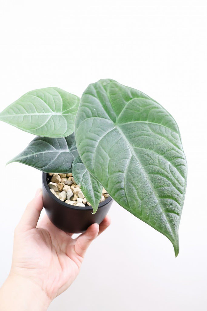 アロカシア マハラPK59983観葉植物の通信販売 | APEGO(アペーゴ)