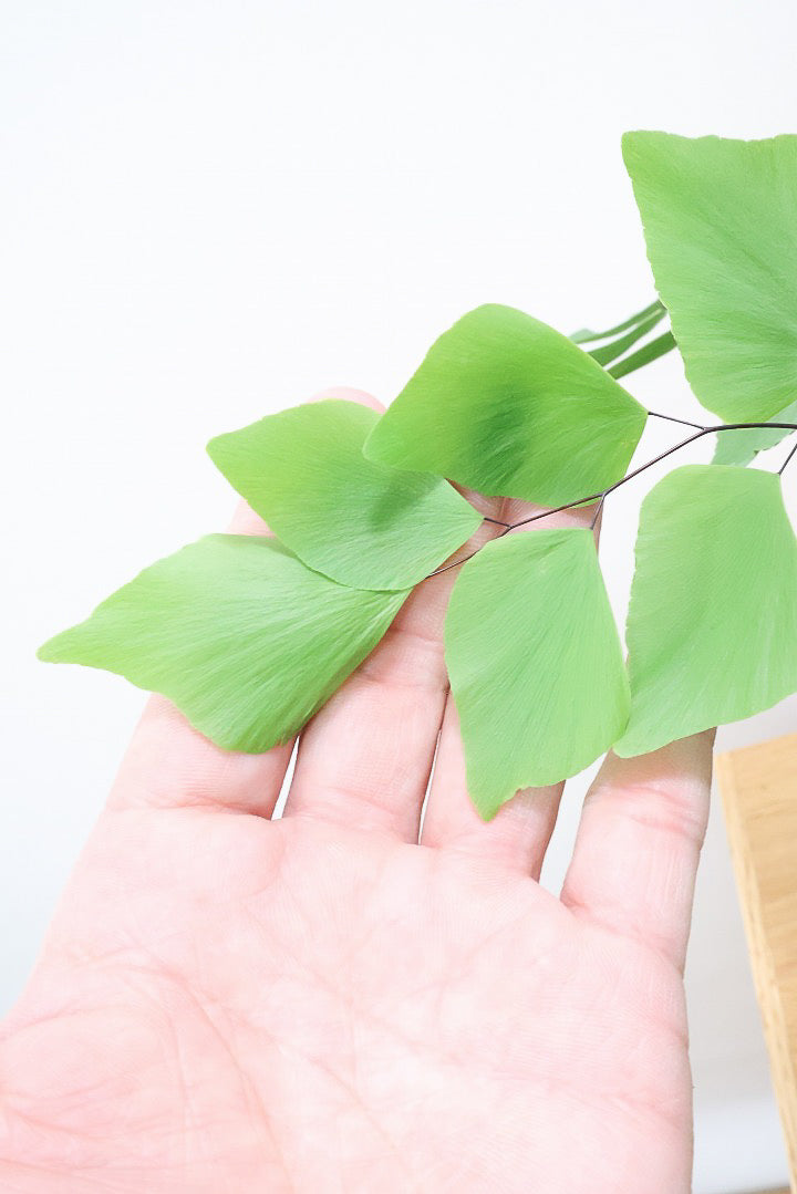 【アジアンタム ペルビアナム】アジアンタムの中で最も大きな葉っぱ！めったに入荷しないのでぜひ！