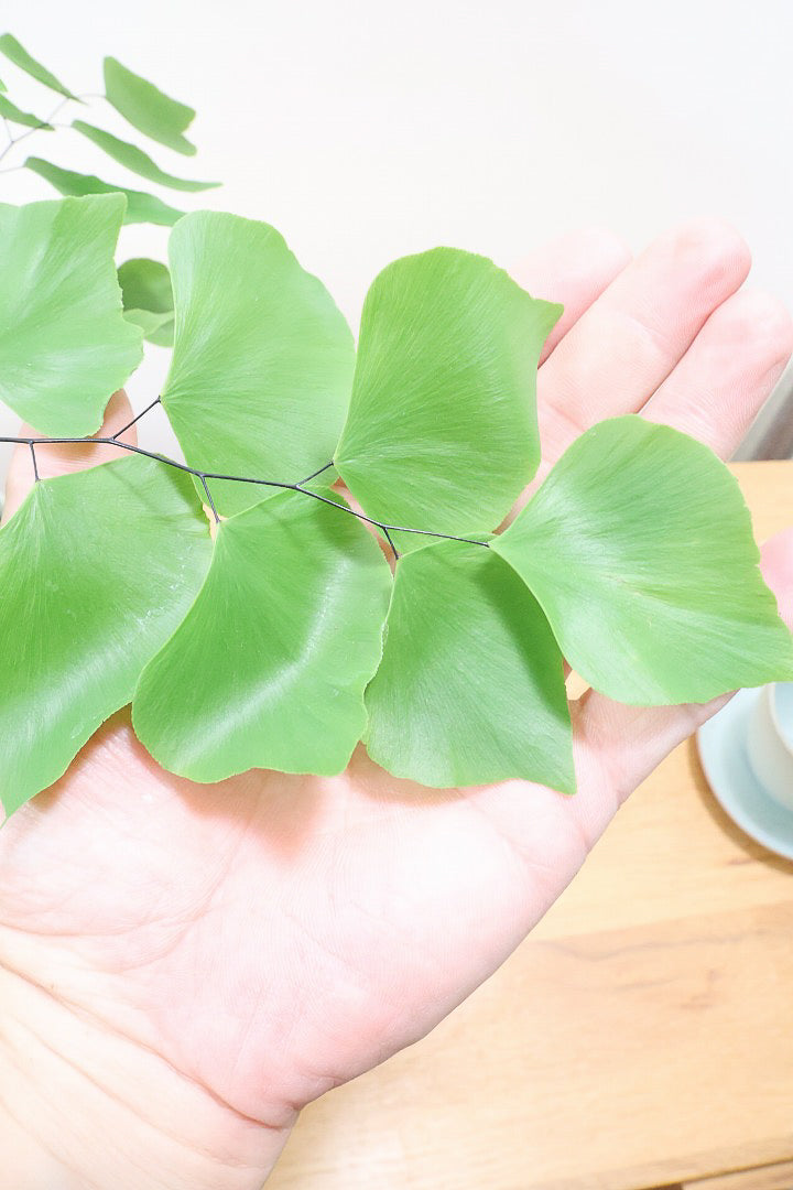 【アジアンタム ペルビアナム】アジアンタムの中で最も大きな葉っぱ！めったに入荷しないのでぜひ！