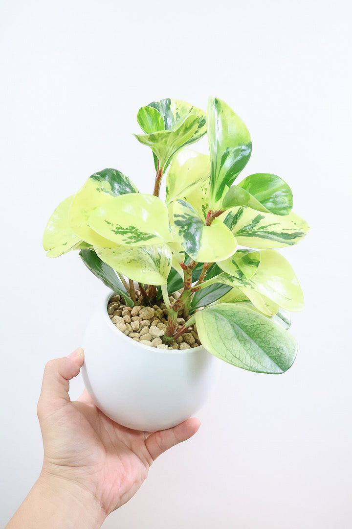 【ペペロミア オブシフォリア】黄色多めの個体！かわいい斑入り模様です。特別に葉がキレイなものを選りすぐってきました！
