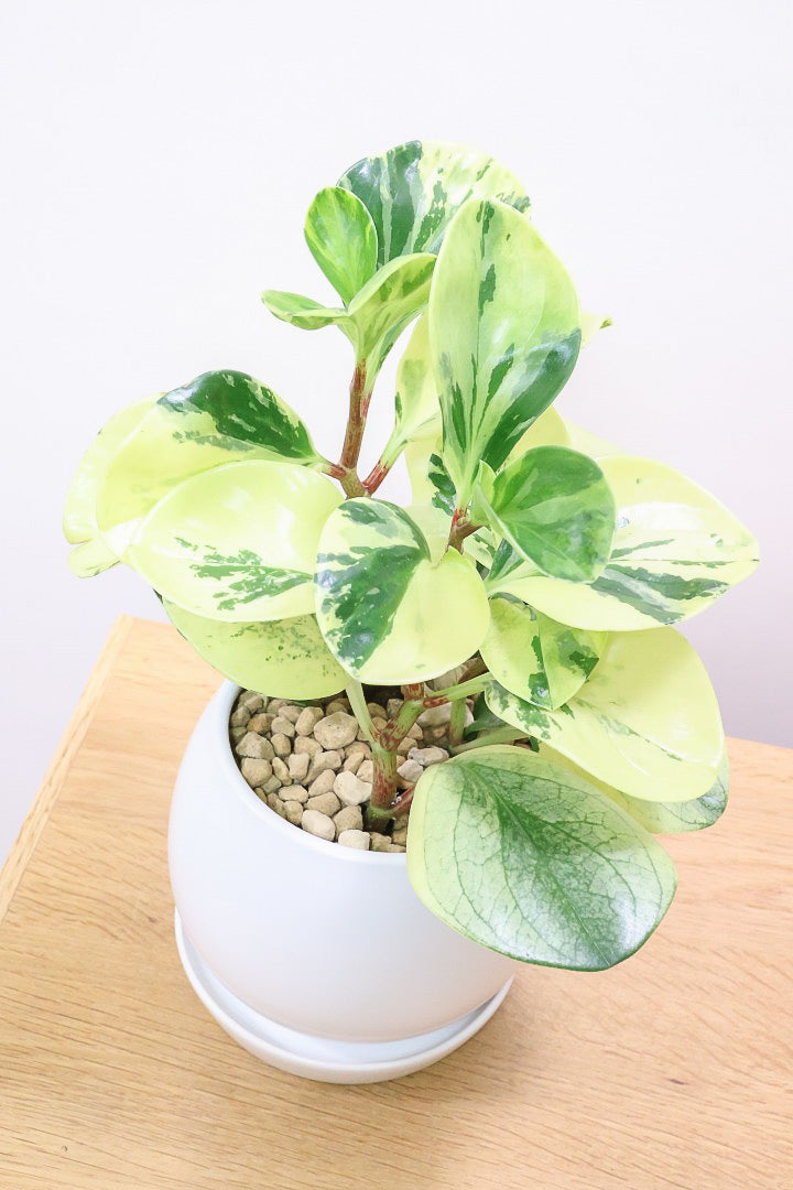 【ペペロミア オブシフォリア】黄色多めの個体！かわいい斑入り模様です。特別に葉がキレイなものを選りすぐってきました！
