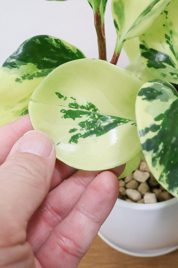 【ペペロミア オブシフォリア】黄色多めの個体！かわいい斑入り模様です。特別に葉がキレイなものを選りすぐってきました！