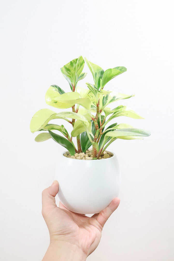 【ペペロミア オブシフォリア】黄色多めの個体！かわいい斑入り模様です。特別に葉がキレイなものを選りすぐってきました！