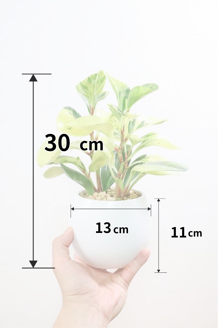 【ペペロミア オブシフォリア】黄色多めの個体！かわいい斑入り模様です。特別に葉がキレイなものを選りすぐってきました！