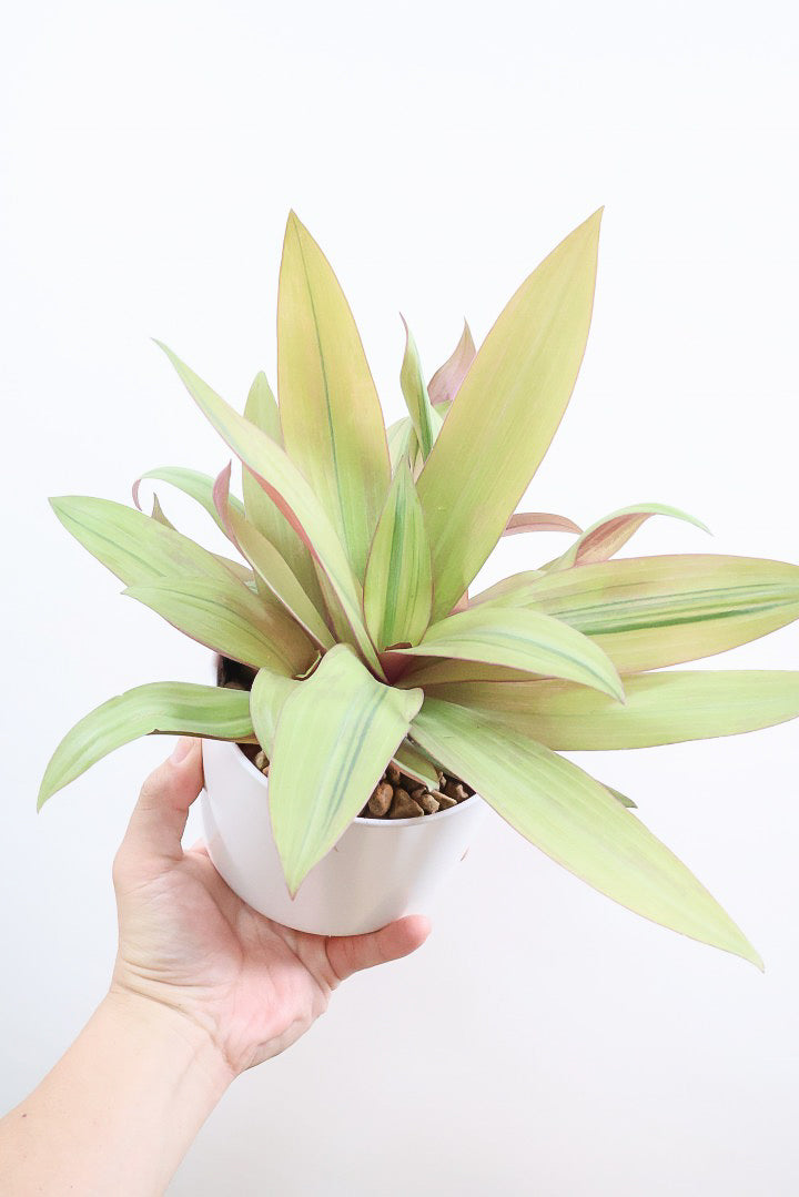 【ムラサキオモト イエロースター】APEGO初入荷！葉色が抜群に綺麗！日陰に強く丈夫な品種です！
