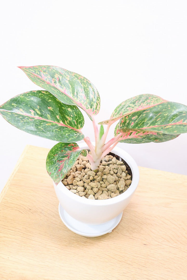 アグラオネマ ヤンフォW59993| 観葉植物の通信販売 | APEGO