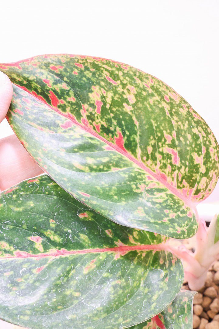 アグラオネマ PLANCHU 観葉植物 アグラオネマ ナイトスパーク 4号鉢 受け皿