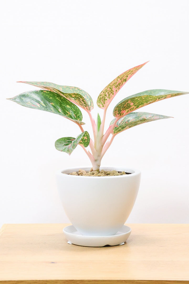 アグラオネマ ヤンフォW59993| 観葉植物の通信販売 | APEGO