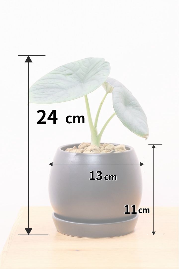 アロカシア チャイK59994観葉植物の通信販売 | APEGO(アペーゴ)