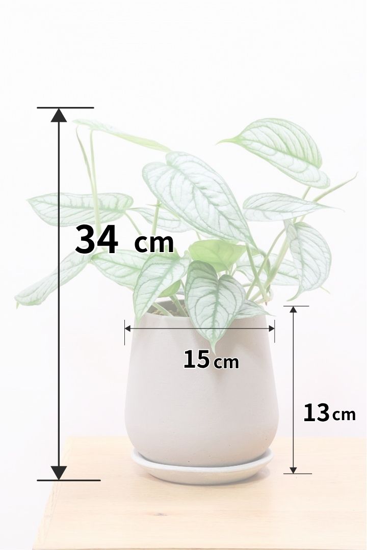 p*品様 モンステラ オーシャナ タンデルボルト p*品様 モンステラ