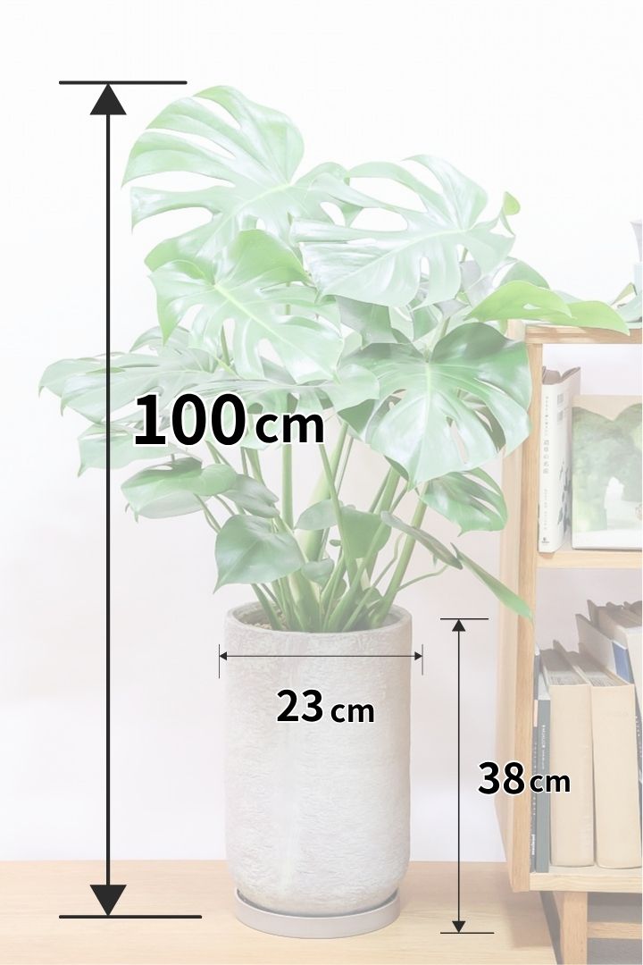 【モンステラ】葉の切れ込みが最高に美しい！しかもボリュームがありますので、存在感があります！