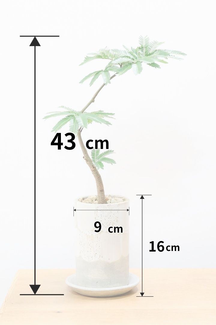 エバーフレッシュ エバーフレッシュ コンパクタCW60006A| 観葉植物の通信販売
