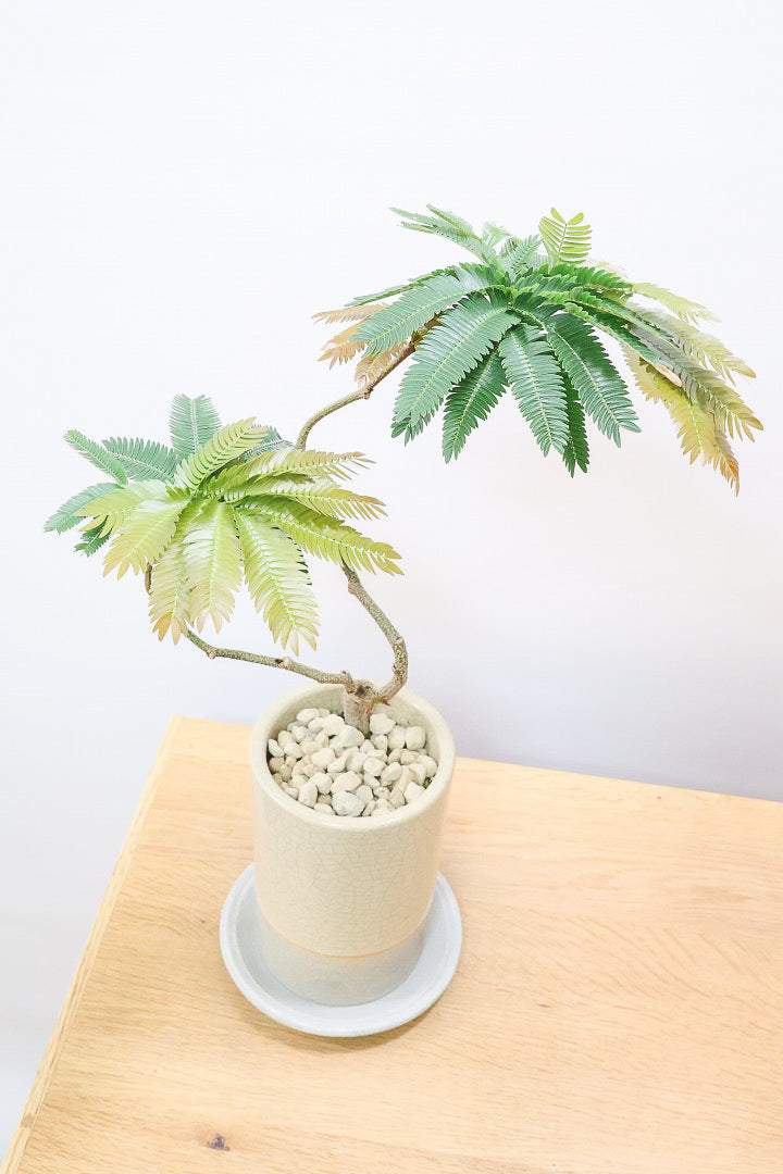 エバーフレッシュ エバーフレッシュ コンパクタCW60007B| 観葉植物の通信販売