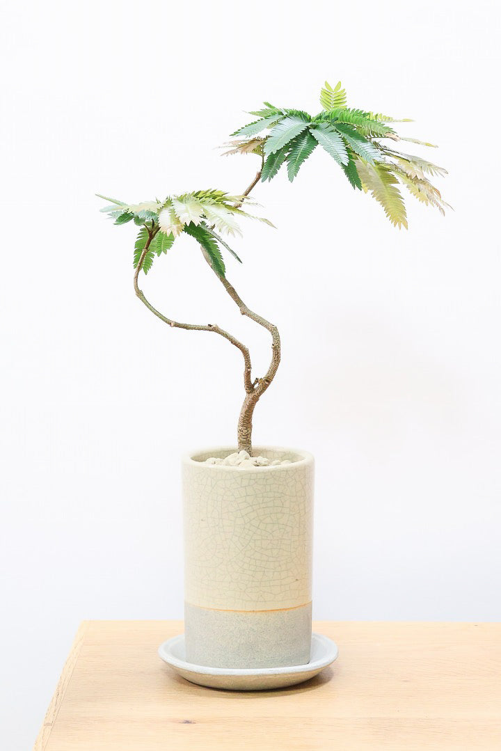 エバーフレッシュ エバーフレッシュ コンパクタCW60007B| 観葉植物の通信販売