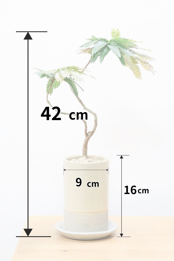 エバーフレッシュ 観葉植物｜エバーフレッシュ 10号【THE GOOD FLOWER JAPAN】