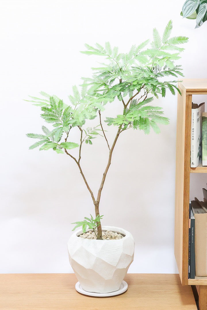 【エバーフレッシュ】個性的なテクスチャのPOT。幹もとてもしっかりとしていますので、存在感がありますよ！