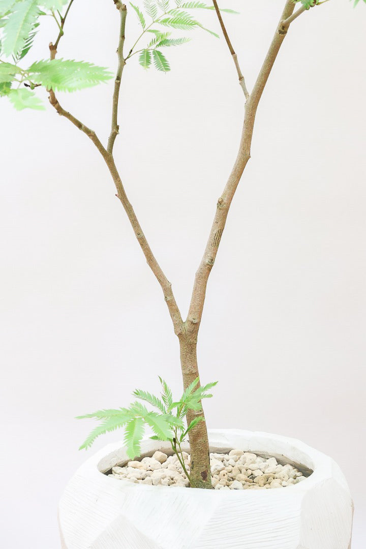 【エバーフレッシュ】個性的なテクスチャのPOT。幹もとてもしっかりとしていますので、存在感がありますよ！