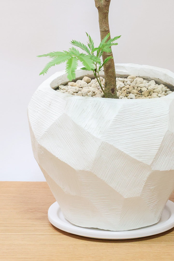 【エバーフレッシュ】個性的なテクスチャのPOT。幹もとてもしっかりとしていますので、存在感がありますよ！